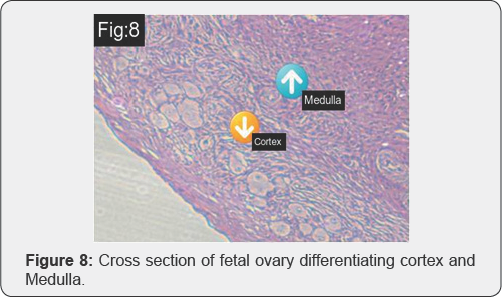 Click here to view Large Figure 1