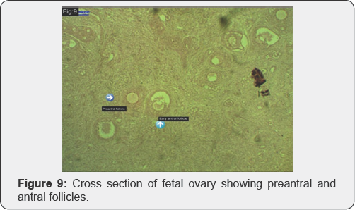 Click here to view Large Figure 1