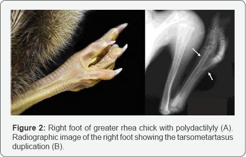 Click here to view Large Figure 1