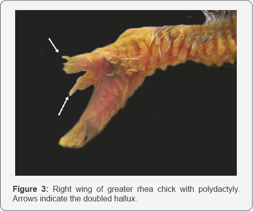 Click here to view Large Figure 1