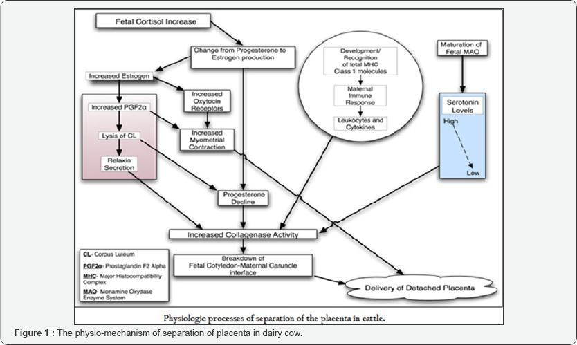 Click here to view Large Figure 1