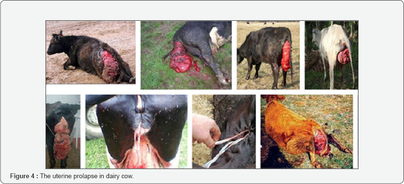 Click here to view Large Figure 4