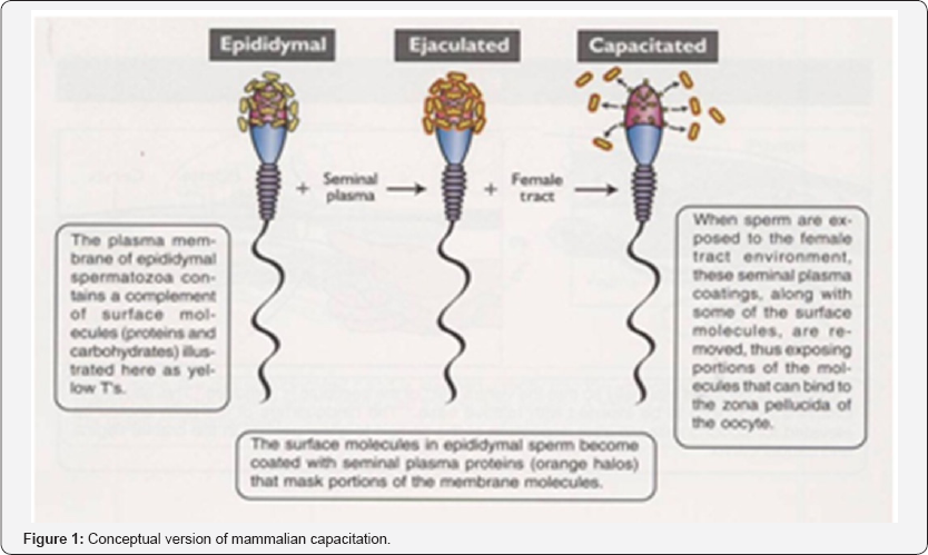 Click here to view Large Figure 1