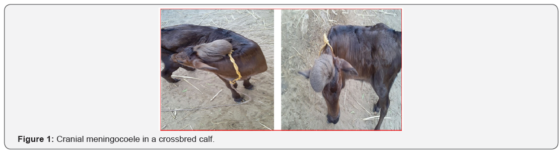 Click here to view Large Figure 1