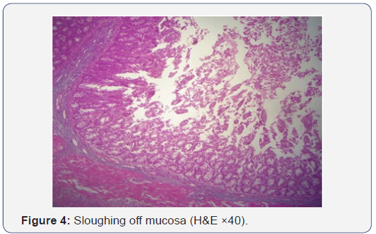 Click here to view Large Figure 4