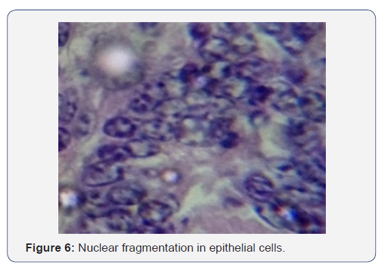 Click here to view Large Figure 6