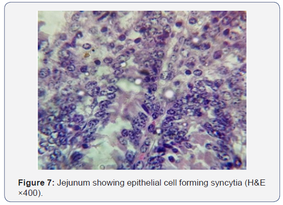 Click here to view Large Figure 7