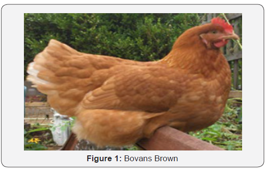 Click here to view Large Figure 1