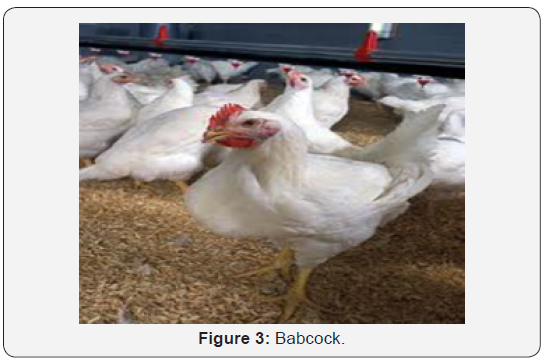 Click here to view Large Figure 3