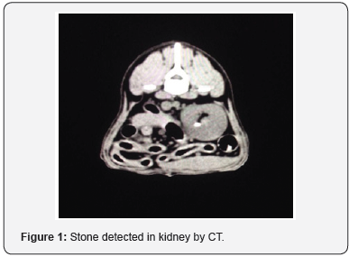 Click here to view Large Figure 1