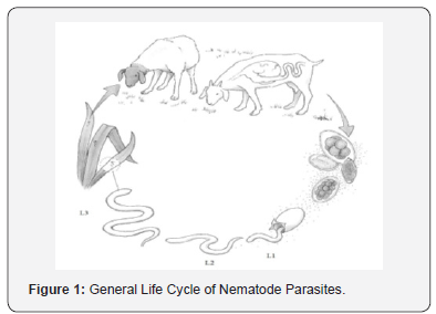 Click here to view Large Figure 1