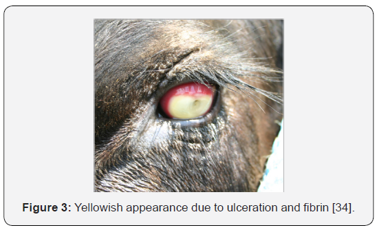 Click here to view Large Figure 3