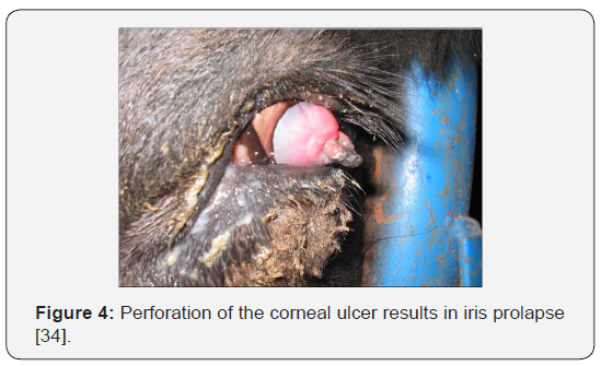 Click here to view Large Figure 4