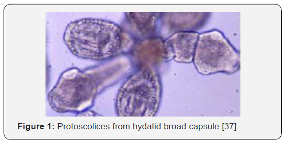 Click here to view Large Figure 1