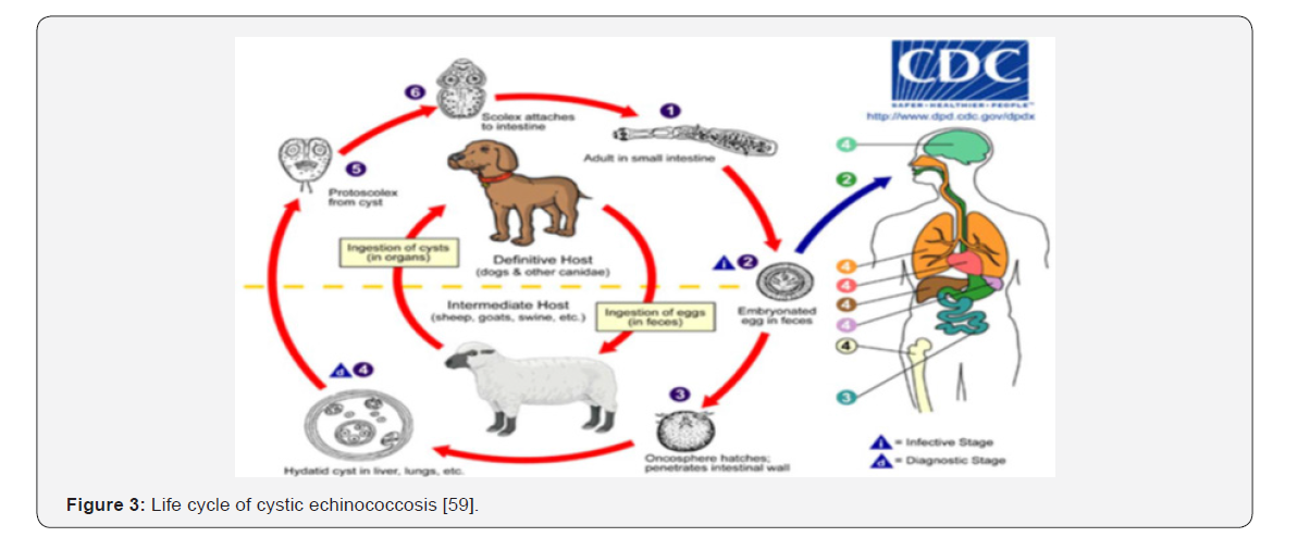 Click here to view Large Figure 3