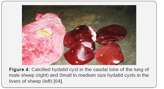 Click here to view Large Figure 4