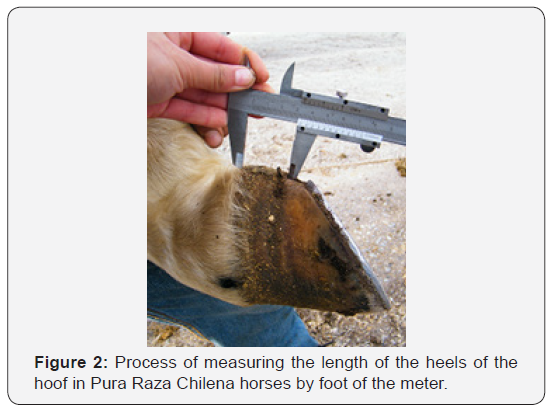 Click here to view Large Figure 2