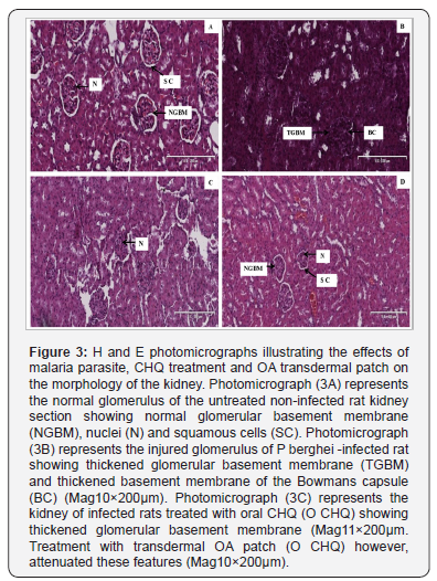 Click here to view Large Figure 3