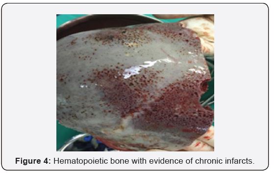 Click here to view Large Figure 4