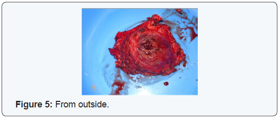 Click here to view Large Figure 5