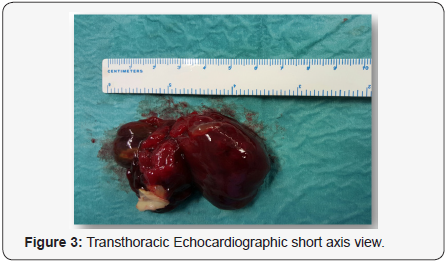 Click here to view Large Figure 3