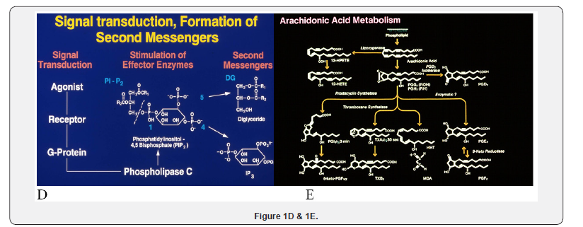 Click here to view Large Figure 2