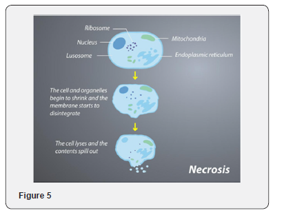Click here to view Large Figure 5