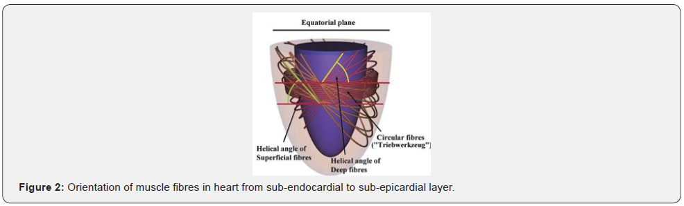 Click here to view Large Figure 2 Journal of Cardiology & Cardiovascular Therapy