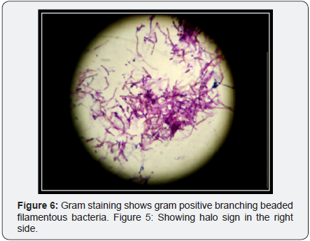 Click here to view Large Image 6