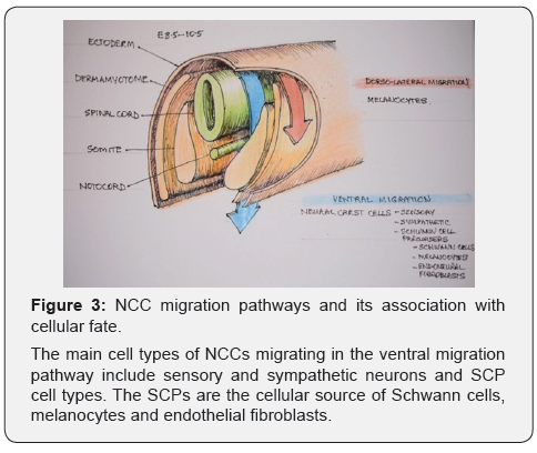 Click here to view Large Figure 3