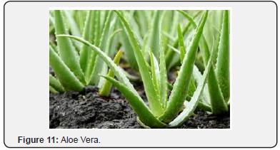 Click here to view Large Figure 11