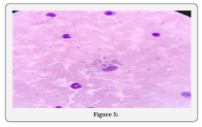 Click here to view Large Figure 5 Journal of Gynecology and Women’s Health
