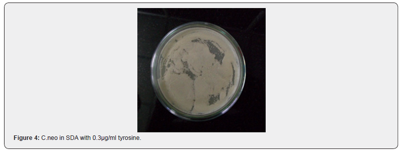 Click here to view Large Figure 4