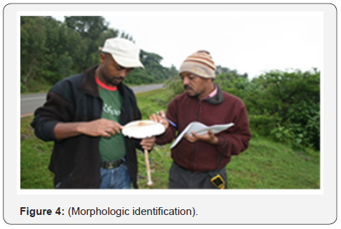 Click here to view Large Figure 4