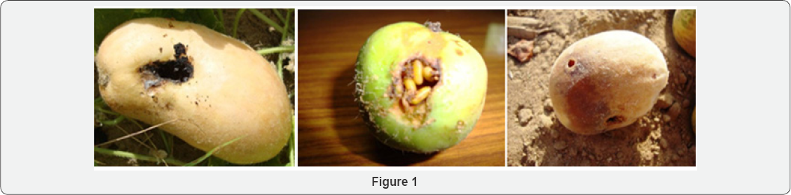 Click here to view Large Figure 1