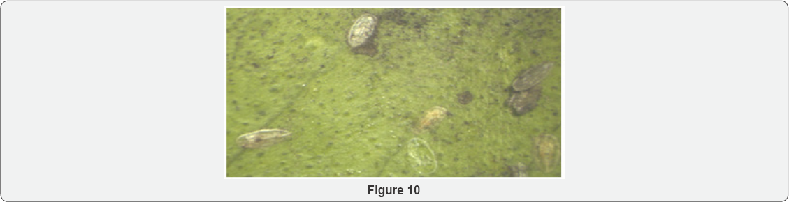 Click here to view Large Figure 10