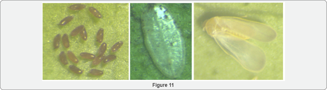 Click here to view Large Figure 11