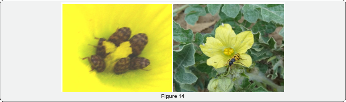 Click here to view Large Figure 14