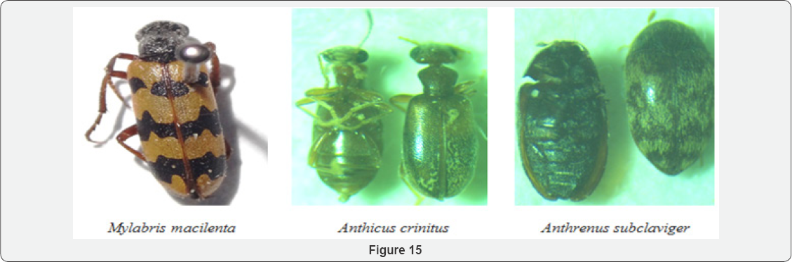 Click here to view Large Figure 15