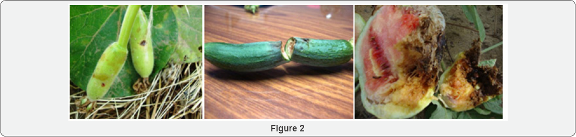 Click here to view Large Figure 2