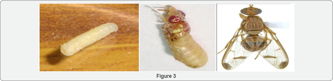 Click here to view Large Figure 3