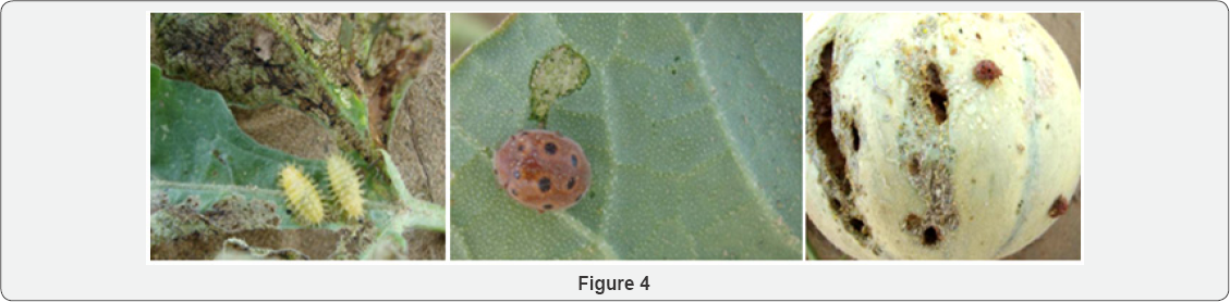 Click here to view Large Figure 4