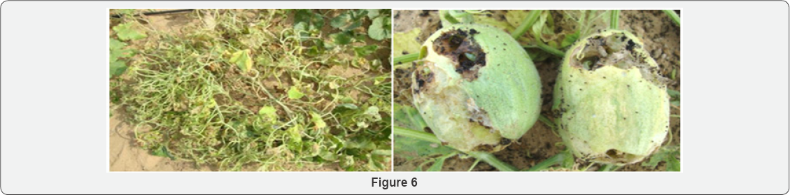 Click here to view Large Figure 6