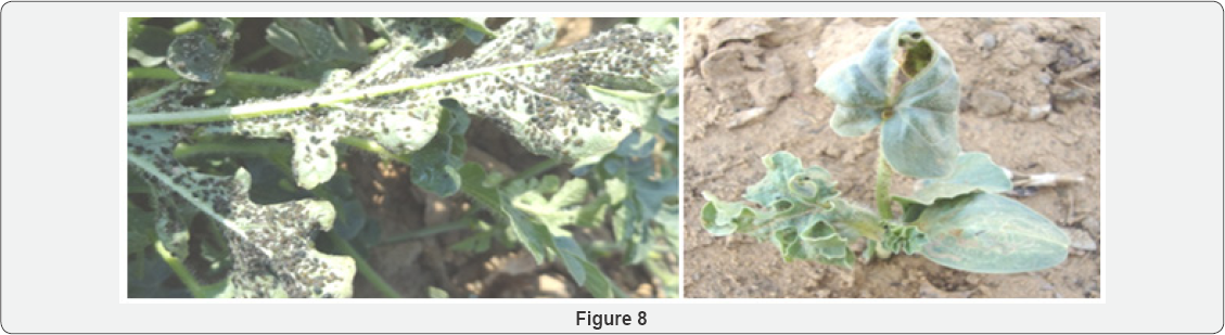 Click here to view Large Figure 8