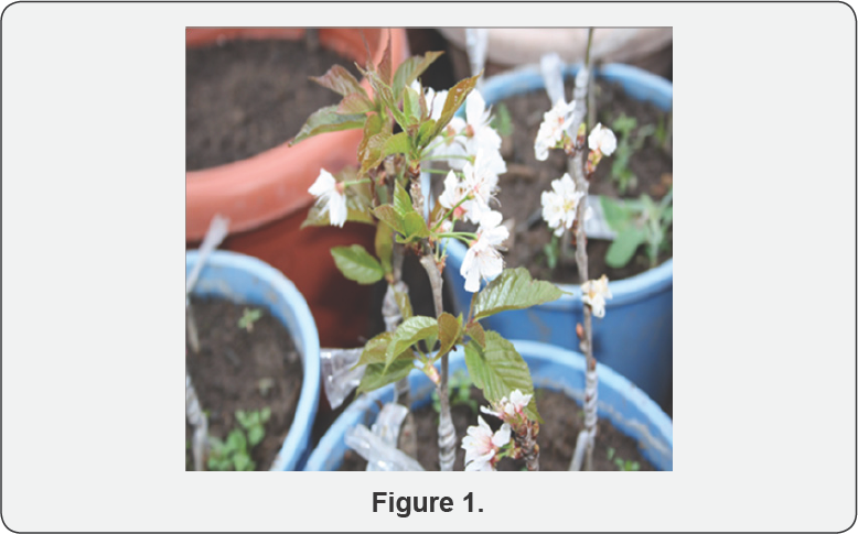 Click here to view Large Figure 1