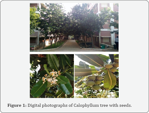 Click here to view Large Figure 1