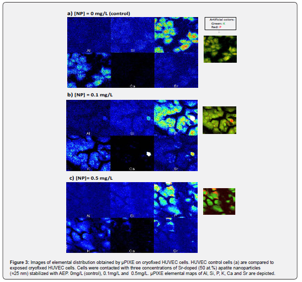 Click here to view Large Figure 3