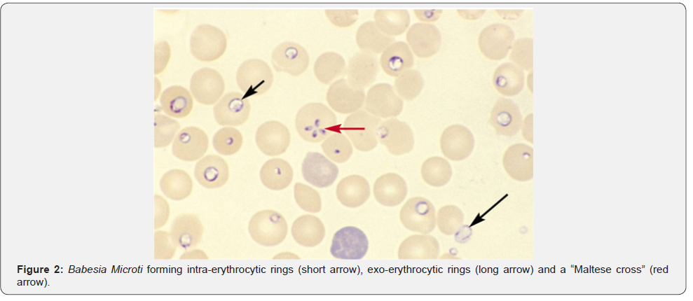 Click here to view Large Figure 2