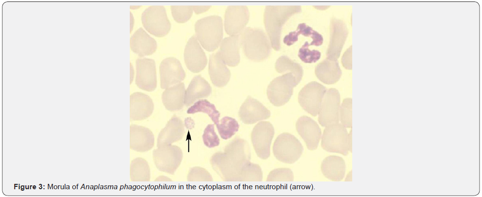 Click here to view Large Figure 3