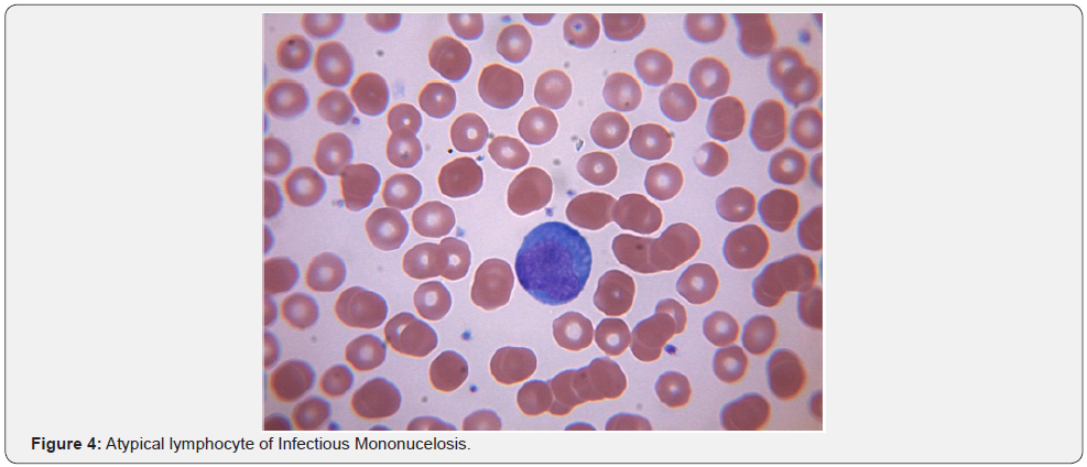 Click here to view Large Figure 4